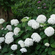 あじさいは白が綺麗ですね。