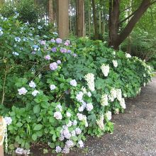 あじさい?