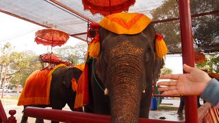 タイで象乗り体験