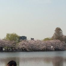 野音側から動物園側を狙った写真です。