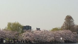 桜の季節はとても見ごたえのあるところです。