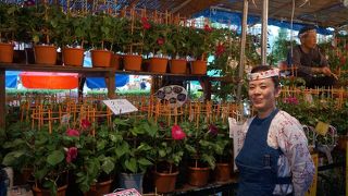 入谷鬼子母神付近の朝顔市