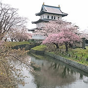 松前城がある公園で桜の名所