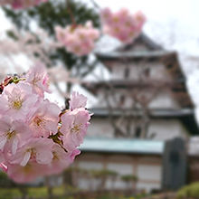 桜満開にはちょっと早かった