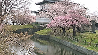 松前城がある公園で桜の名所