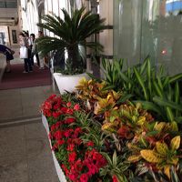 玄関前の花がきれい