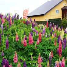 隣にあるカフェの庭にはルピナス
