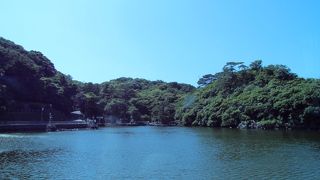 トンビがたくさん飛んでいます