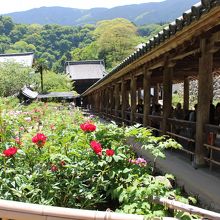 登廊と牡丹の花