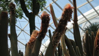 木のドラゴンがいるっ！