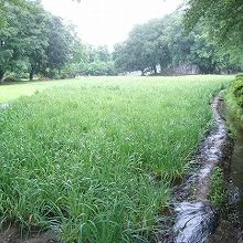 この一帯は、５月〜６月は花菖蒲が見られます