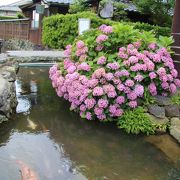 鯉が泳ぐ小さな川沿いには見どころ満載