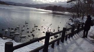 白鳥見てきました