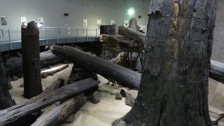 太古の森が感じられた