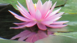 平安神宮の庭園。