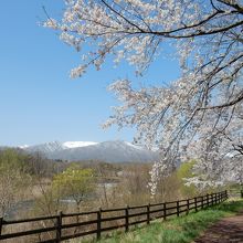 堤防沿いの桜並木