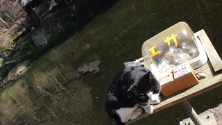 チョウザメのいる池