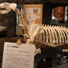 トドの全身骨格