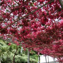 温室から店舗へ行く途中、上を見るとブーゲンビリアが！