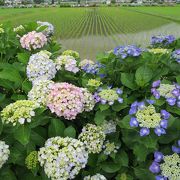 駐車場が空いてなくくて一回り