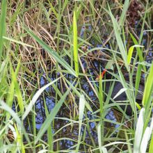 アラエ・ウラ（絶滅危惧種）