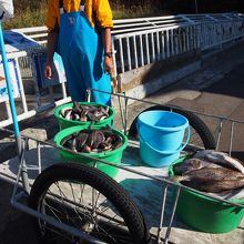 この餌を投げ込むところが見れます