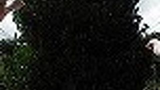 道路の真ん中にそびえ立つ立派なフクギ