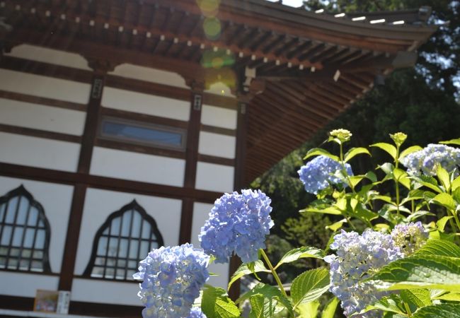 松本の紫陽花寺