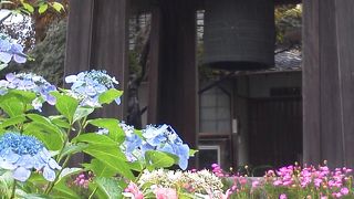 鐘楼と紫陽花
