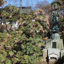 出世観音と馬酔木の花