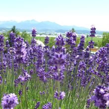 ラベンダー