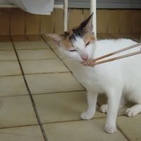 １階だと，カワイイ訪問客が…