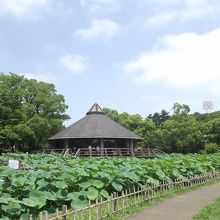 大賀ハスに囲まれた蓮華亭