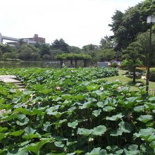 回廊から見た綿打池側の光景