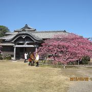 この時期に桜が満開でした。