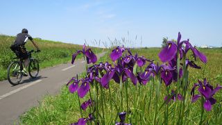 石狩川合流付近ではノハナショウブ