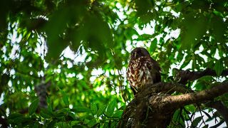 野間　大けやき　アオバズク