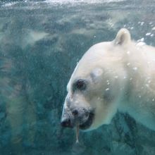イワシをパクリ