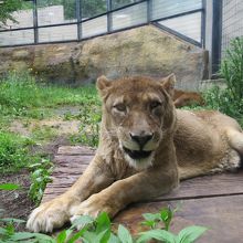カメラ目線のライオン
