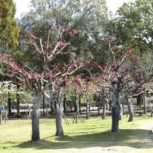 近くに梅林もあります。