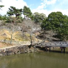 橋の側には桜の木があります。