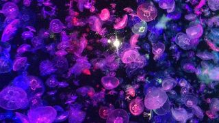 リニューアル後