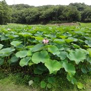 広大なハス園は見もの