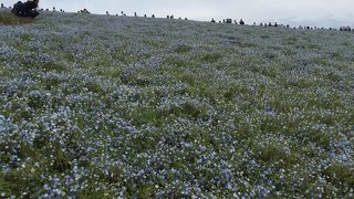 圧巻のネモフィラの丘