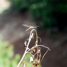 天若湖  日吉ダム