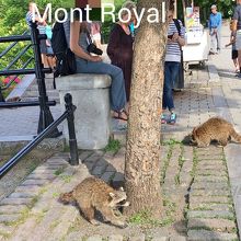 アライグマが可愛い…けど、噛み付かれないようにね。