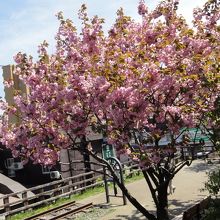 窓からは旧線路が見え、八重桜が満開でした