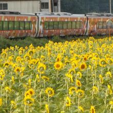 アンパン列車とひまわり