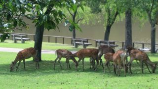 生まれて間もない鹿の子が見られるのもこの季節ならでは。。。。
