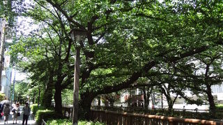 新緑の季節も良いと思いました。